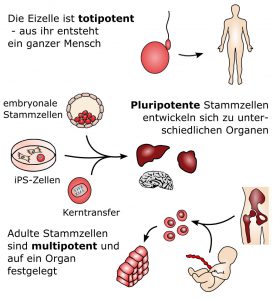 toti-, multi- und pluripotente stammzellen