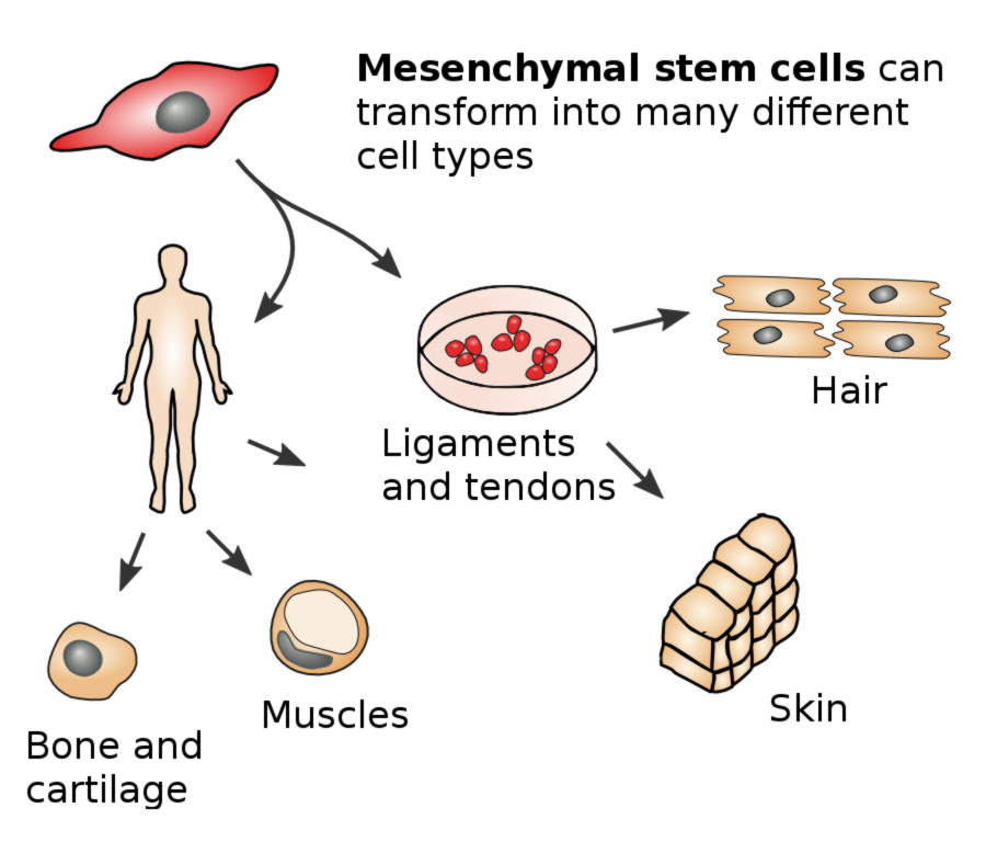 bone and cartilage from mesenchymal stem cells