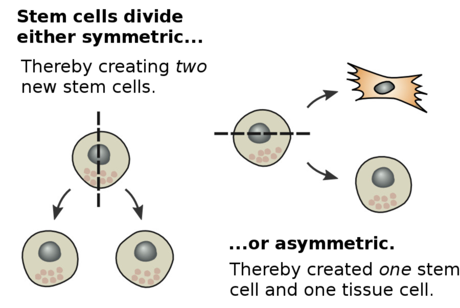 division of stem cells
