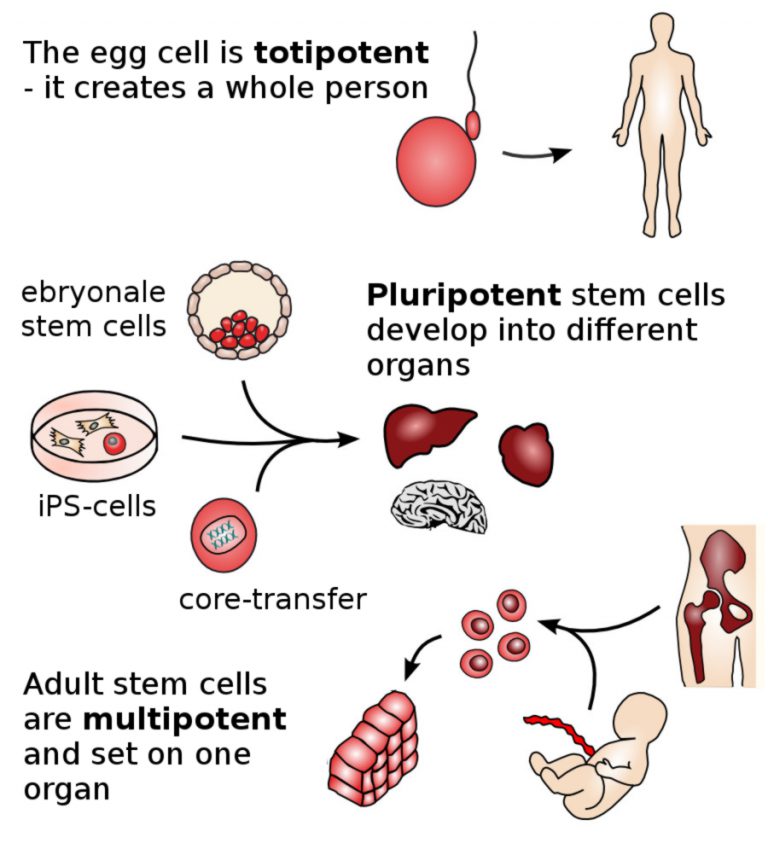 What are stem cells? Medical and scientific facts
